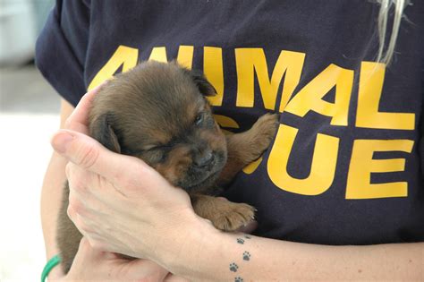 The Importance of Animal shelters and Rescues in the U.S – Mountain