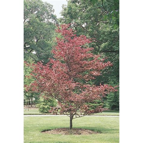 Shop 55 Gallon Tricolor Beech L7232 At Potted Trees