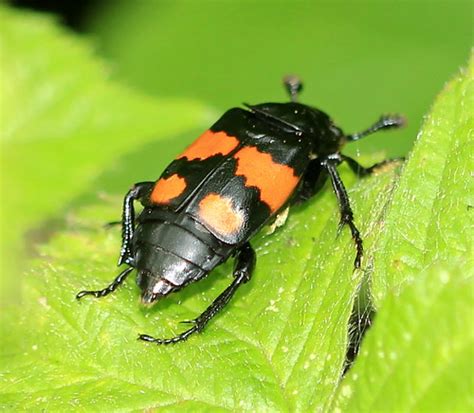 Sexton Beetle Nicrophorus Vespilloides
