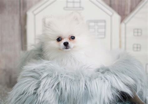 Baby The Pomeranian 3000 Top Dog Puppies