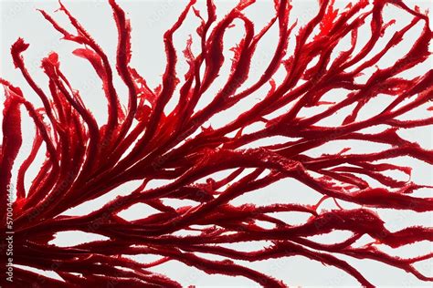 Red Seaweed Branch Isolated Transparent Png Rhodophyta Algae