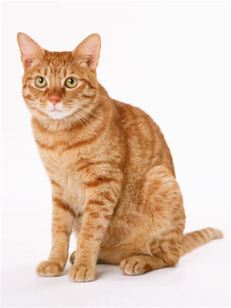 Cat Free Stock Photo An Orange Cat Isolated On A White Background