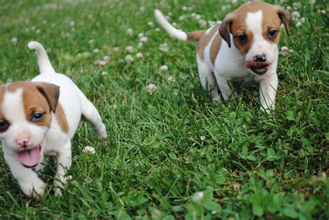 Mountain Feist Dog Breeder Mountainjulc