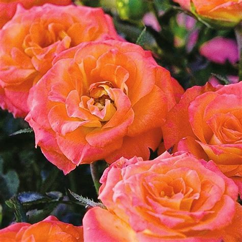 Amber Sunblaze Miniature Rose For Sale Online The Tree Center