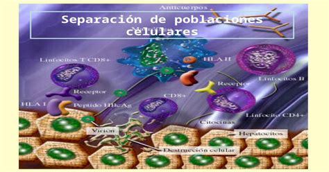 Separación De Poblaciones Celulares Diferenciación De Las Células