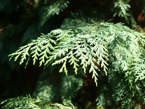 Port Orford Cedar Lot Of 30 Tree Seedlings