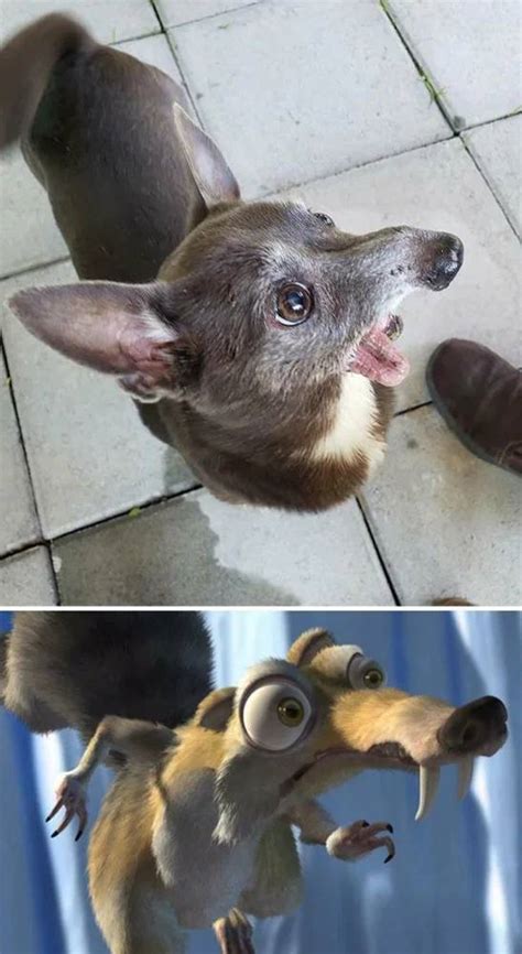 These Dogs Look Like Something Else 26 Pics