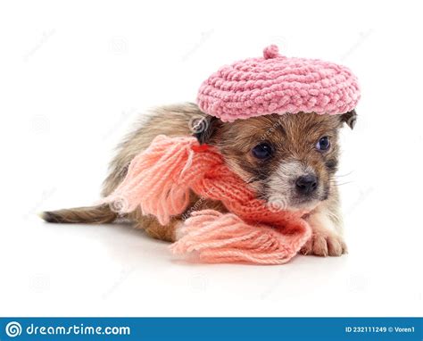 Dog In A Hat And Scarf Stock Image Image Of Brown Baby 232111249