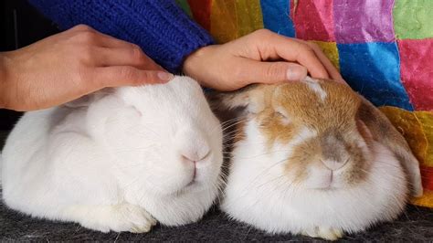 Cuddling With My Cute Rescued Bunnies Youtube