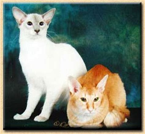 Long and svelte, a distinctive combination of fine bones and firm muscles longhair: Lovely Animal: Cat Breeds : Oriental Longhair