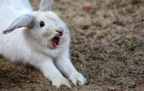 How To Fix Your Rabbits Bad Behaviour Arcana Pets