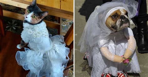 10 Animals Who Have Unforgettable Wedding Party That