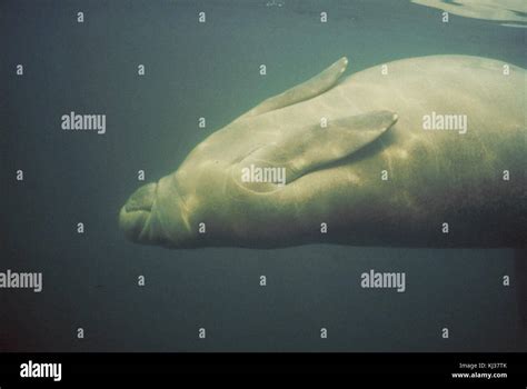 Marine Mammal Underwater Photography Of Manatee Animal Stock Photo Alamy