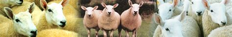 Welsh Halfbred Gallery Welsh Halfbred Sheep