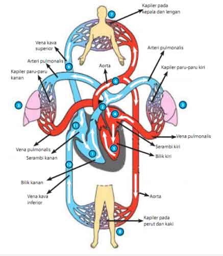 Apa itu arteri dan vena?