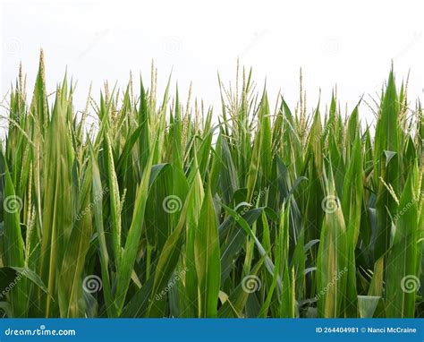 Lancaster Amish Corn Stalks Grow Straight And Tall In Pennsylvania