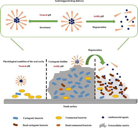 Frontiers Ph Activated Antibiofilm Strategies For Controlling Dental