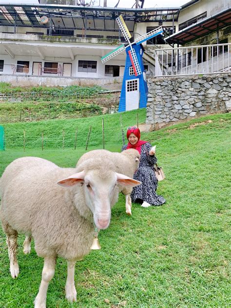 Photos, address, and phone number, opening hours, photos, and user reviews on yandex.maps. Cameron Highland Date ️ 1) The Sheep Sanctuary 2) Kea Farm ...