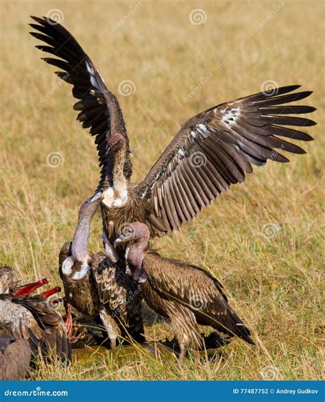Predatory Birds Eat The Prey In The Savannah Kenya Tanzania Stock