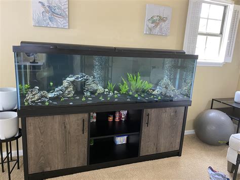 My 125 Gallon Planted Tank Would Love Some Feedback Raquariums