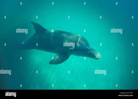 Bottlenose Dolphin Tursiops Truncatus Wild Dolphin Swimming