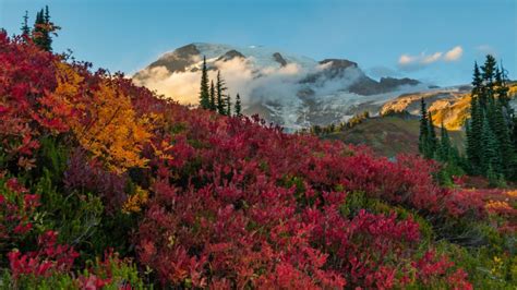 Red Huckleberry In Front Of Mount Rainier In Clouds Washington State
