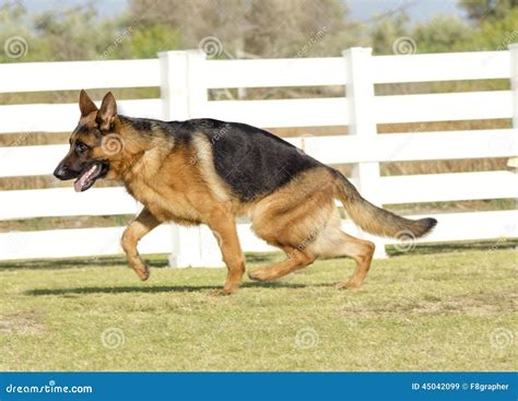 German Shepherd Dog Stock Image Image Of Expression 45042099