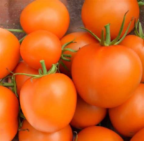Tomate Ancienne Orange Queen Premium Génétic Et Distribution