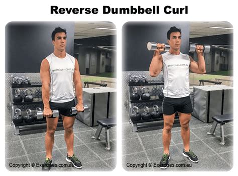Reverse Dumbbell Curls Trainer Guided 118 Min Demo Video
