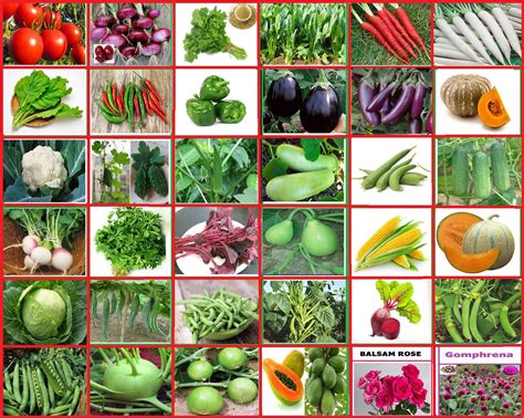 Punjab Organic Seeds Indian Vegetable Seeds Bank For Home Garden 36
