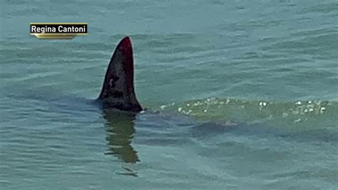 Shark Spotted In Rockaway Beach Waters Days Before Reopening Nbc New York