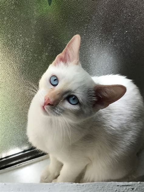 Beautiful point patterns and striking blue eyes add to their very distinctive appearance. Wichienmaat—The Elegant Siamese Cat • the Hi-lo