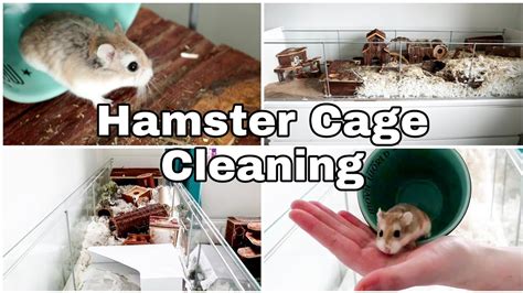 Natural Hamster Cage Cleaning Ikea Detolf Youtube
