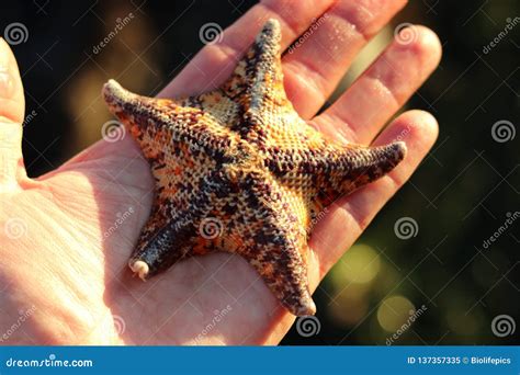 Mottled Bat Star Patiria Miniata In Hand Stock Image Image Of