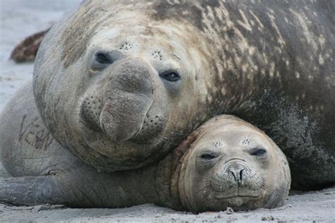 There are related clues (shown below). Elephant seals use 'musical minds' to detect friends through the unique rhythms of their voices ...