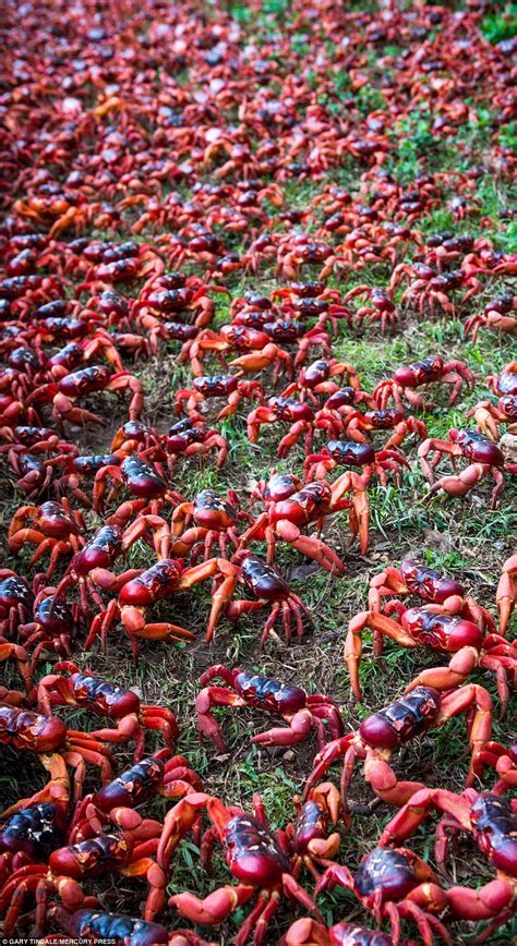 Millions Of Crabs Emerge From The Jungle And Head For The Indian Ocean