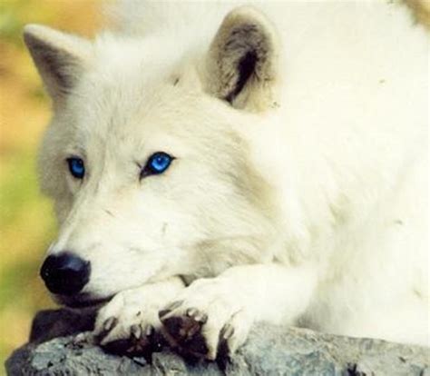 Pin By Kristin Summers Flure On Shades Of White Arctic Wolf Wolf