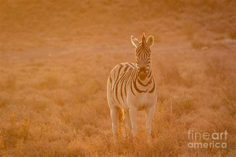 The Golden Zebra Photograph By Stephan Olivier Fine Art America
