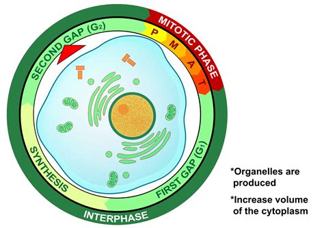 G2 Phase Interphase — Overview And Diagrams Expii