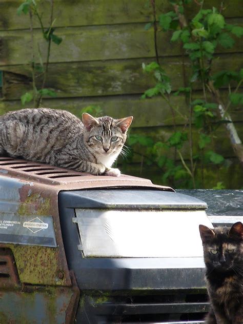 Tractor Cats Feral Cat Photo Of The Day