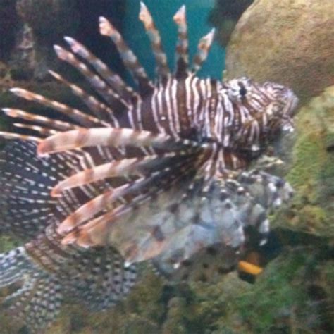 A Really Cool Looking Fish Fish Pet Fish Sea Creatures