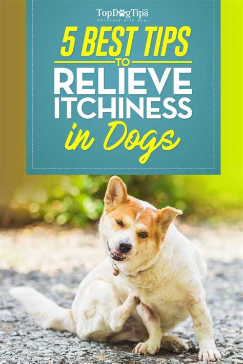 5 Ways To Relieve Itchiness In Your Dog Itchy Dog Skin Dog Skin