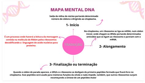 Mapa Mental Tradução Dna Biologia Molecular