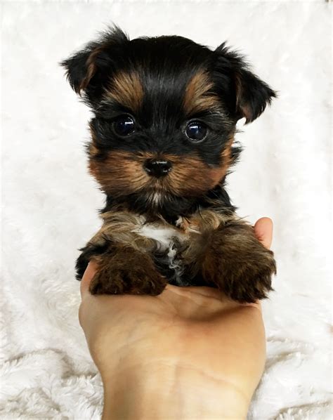 Thank you for your interest in one our teacup yorkie (yorkshire terrier) puppies for sale. iHeartTeacups | We have beautiful and tiny Teacup and ...