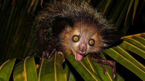 Was that an animal or a pokemon? BBC - Earth - Real animals that look like Pokémon