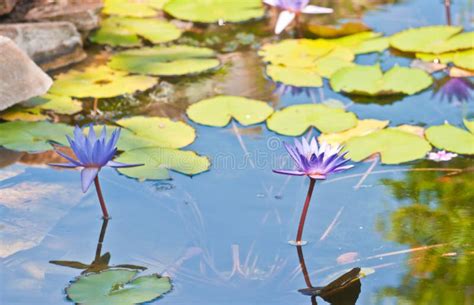 Fresh Water Tropical Lily Pads And Purple Flowers In Full Bloom