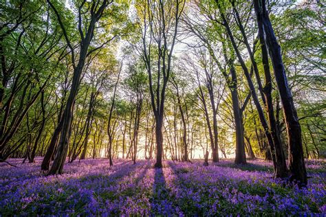 Bluebell Forest At Sunset Sussex England By Sam C Moore C🌸