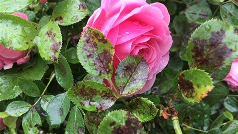 Frischgepflanzte rosen sollten sie nicht düngen, da der dünger die frischen wurzeln in den ersten wochen verbrennen würde. 49 HQ Photos Wann Soll Man Rosen Düngen / Verbluhte Rosen ...