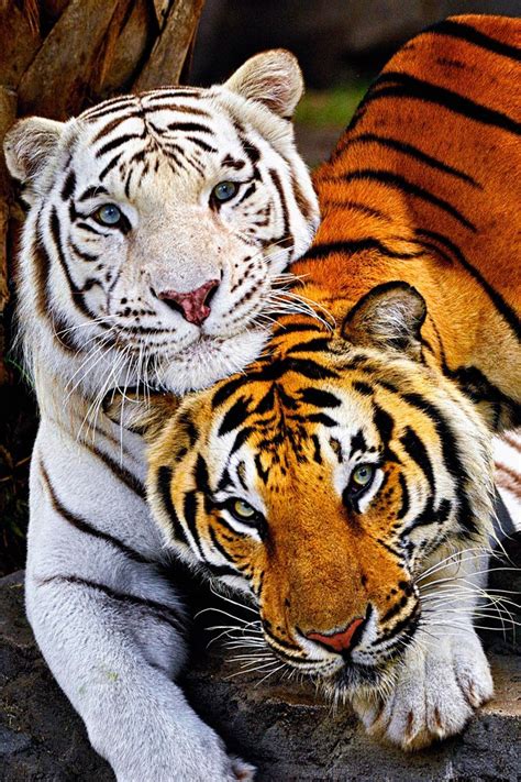 Bengal Tigers Best Friends Both Endangered Animals Beautiful Big