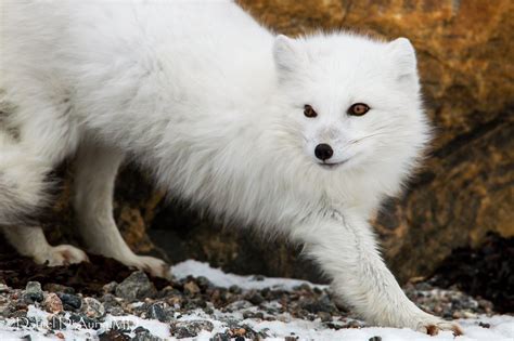 Are Arctic Foxes Aggressive Rankiing Wiki Facts Films Séries